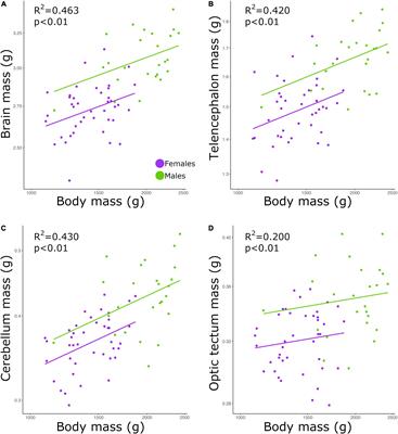 Neuronal and non-neuronal scaling across brain regions within an intercross of domestic and wild chickens